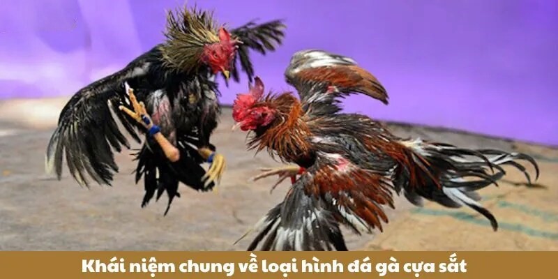 da-ga-cua-sat-2